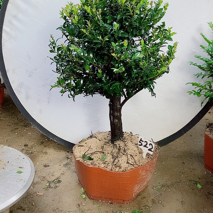 当前无花栽培后可以开花