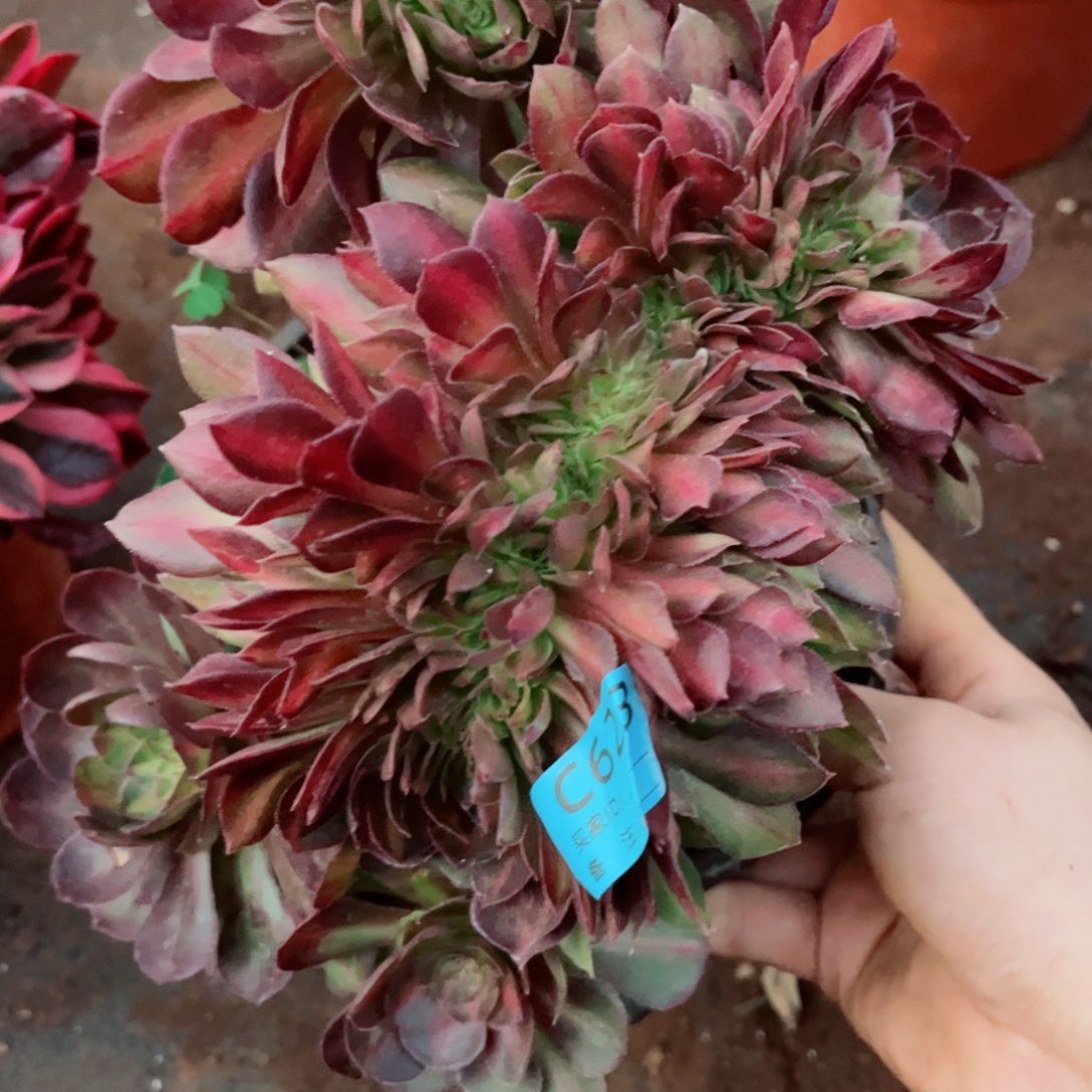 多肉植物623抹茶