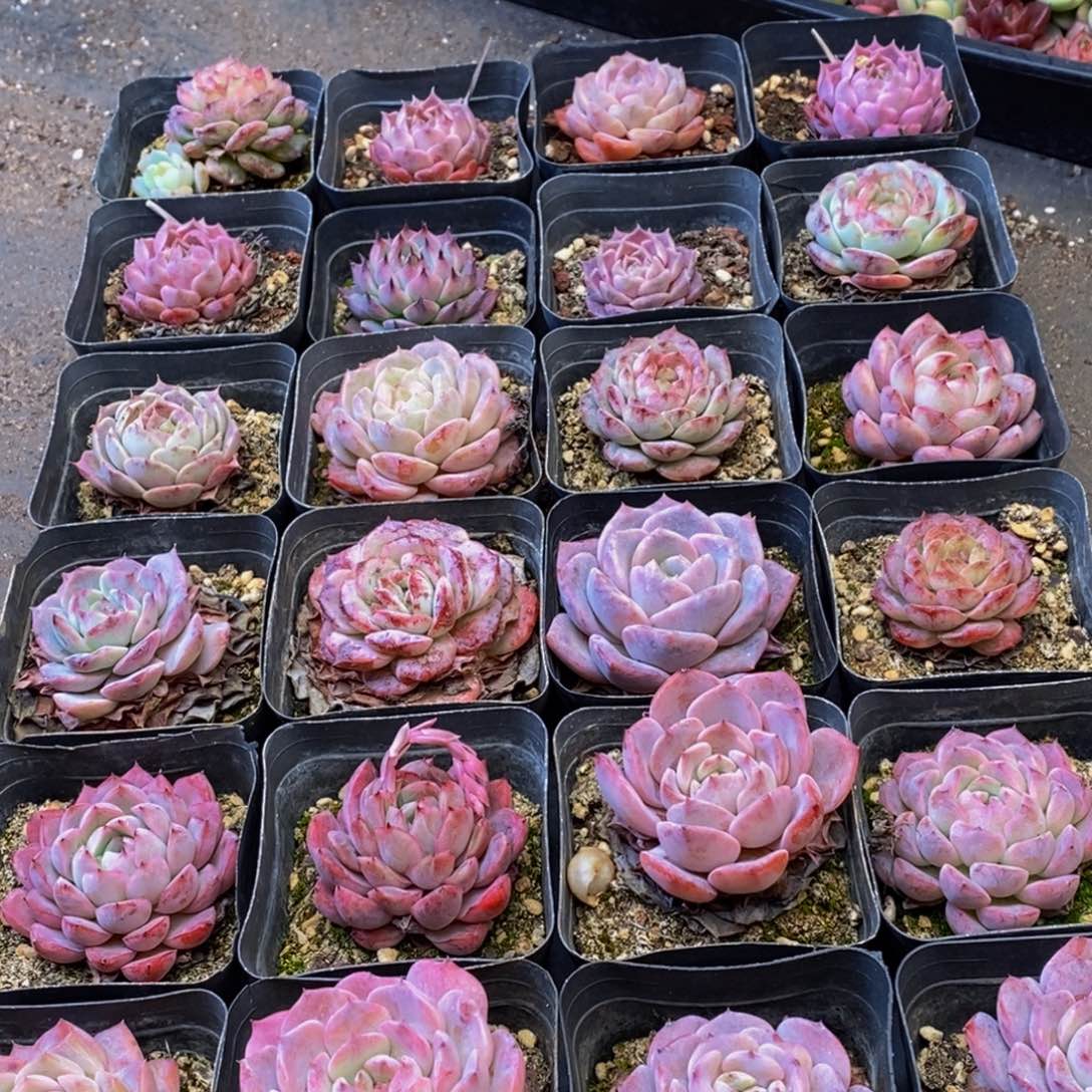 585的人都是这样吗。