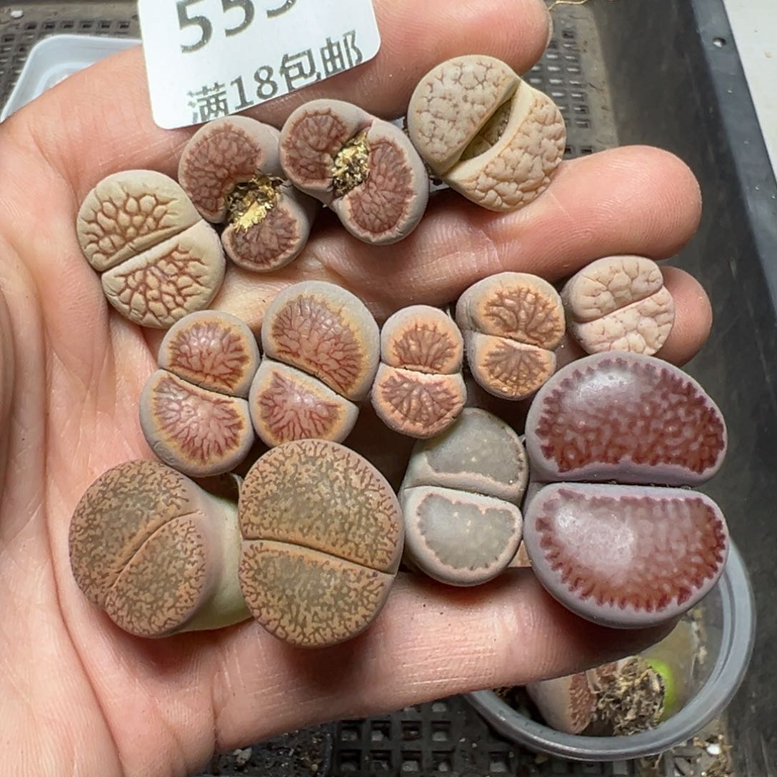 【闪购商品】553长腿处理