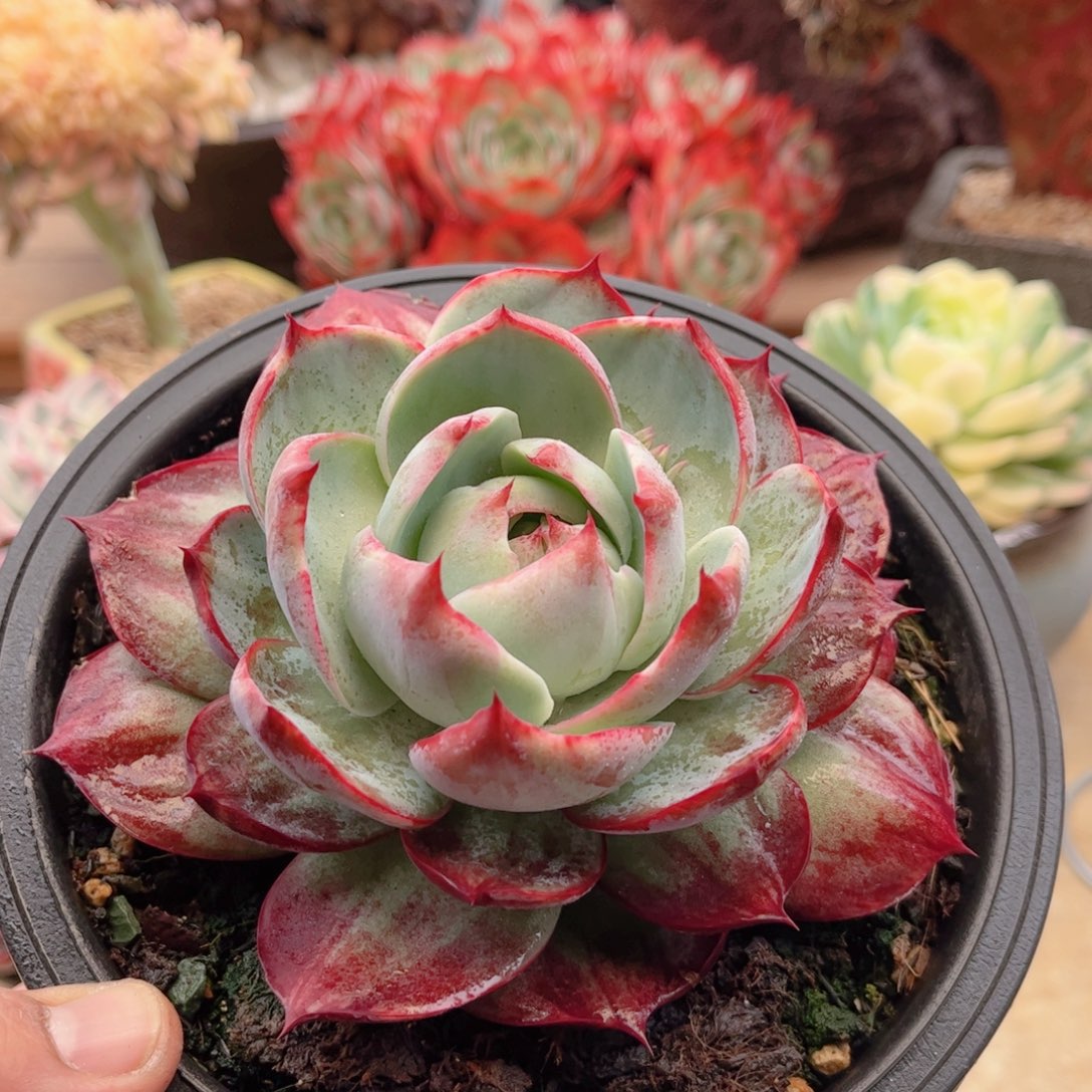 019惊鸿仙子德华多肉