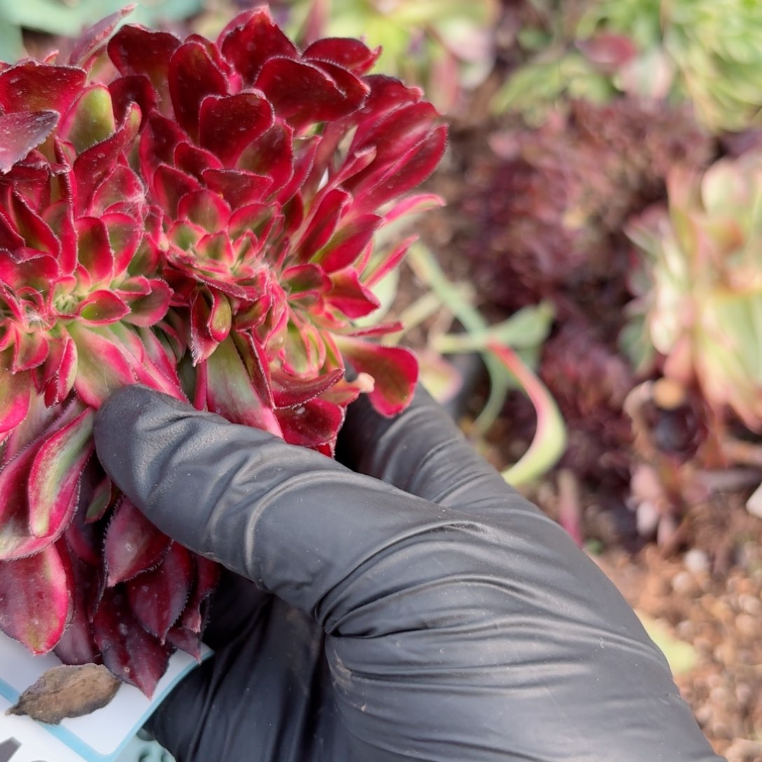 嗯8949 号多肉法师特价没有根