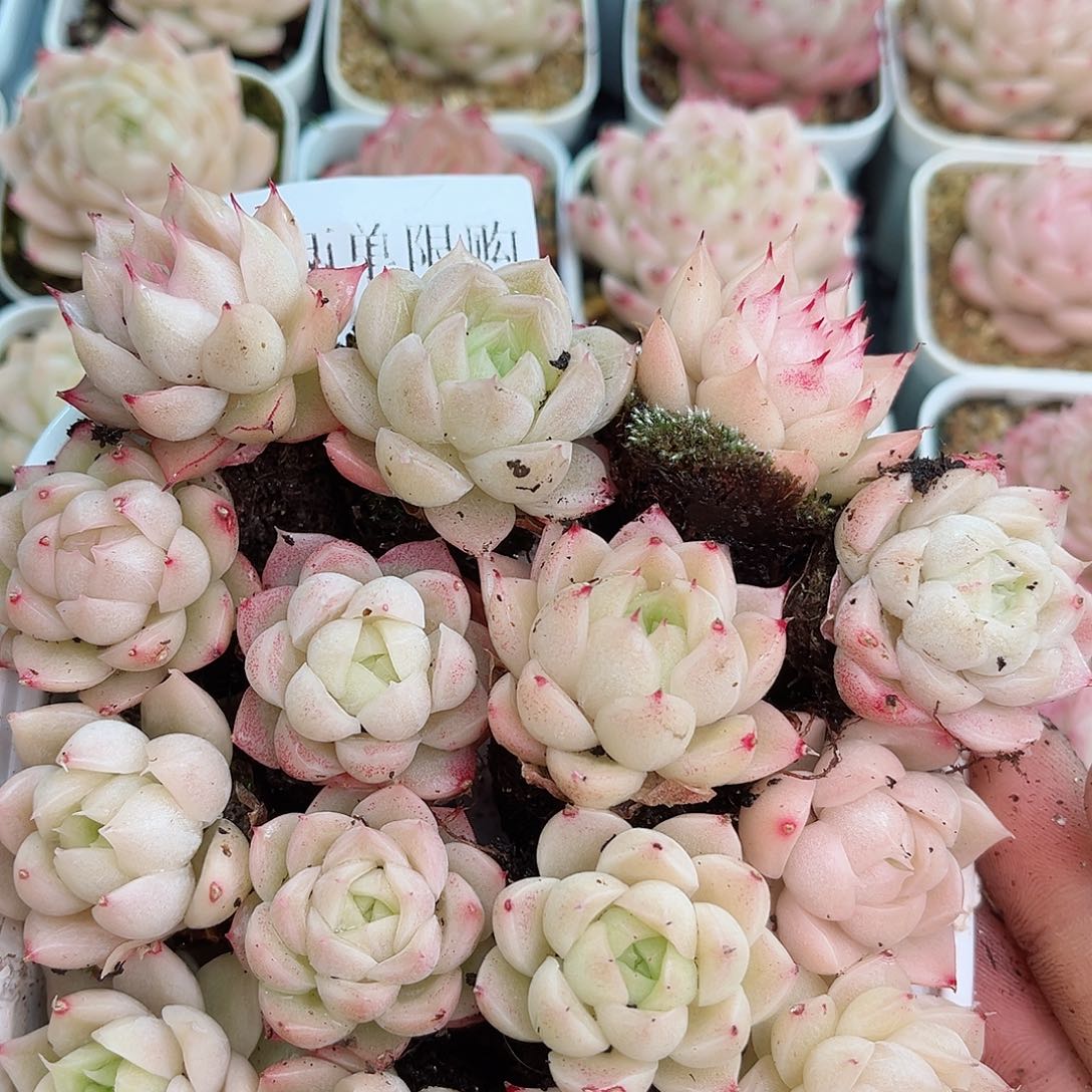 1-219 新疆西藏内蒙不发12.8包邮2-3公分多肉