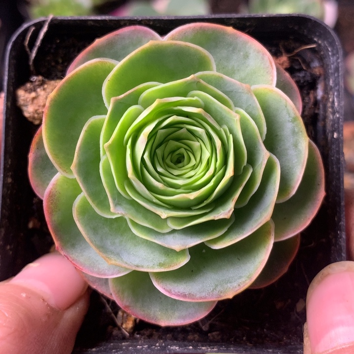 一物一拍星辰青染033