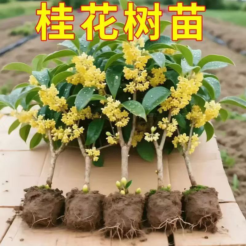 【四季开花】桂花树苗盆栽浓香型花卉四季桂四季开花室内外庭院好种