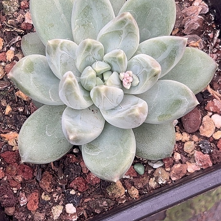 美人特价多肉一物一拍