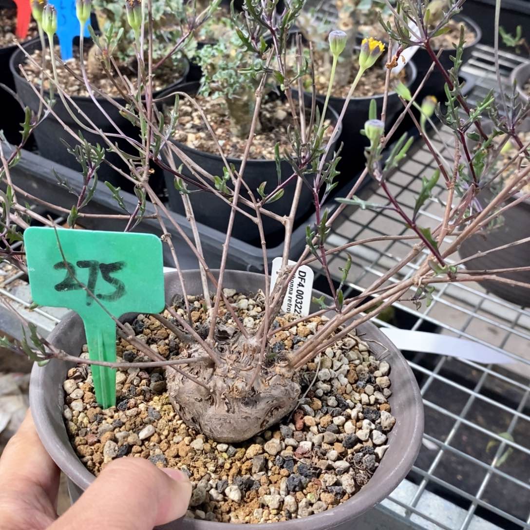 海豚叶后墩菊多肉植物