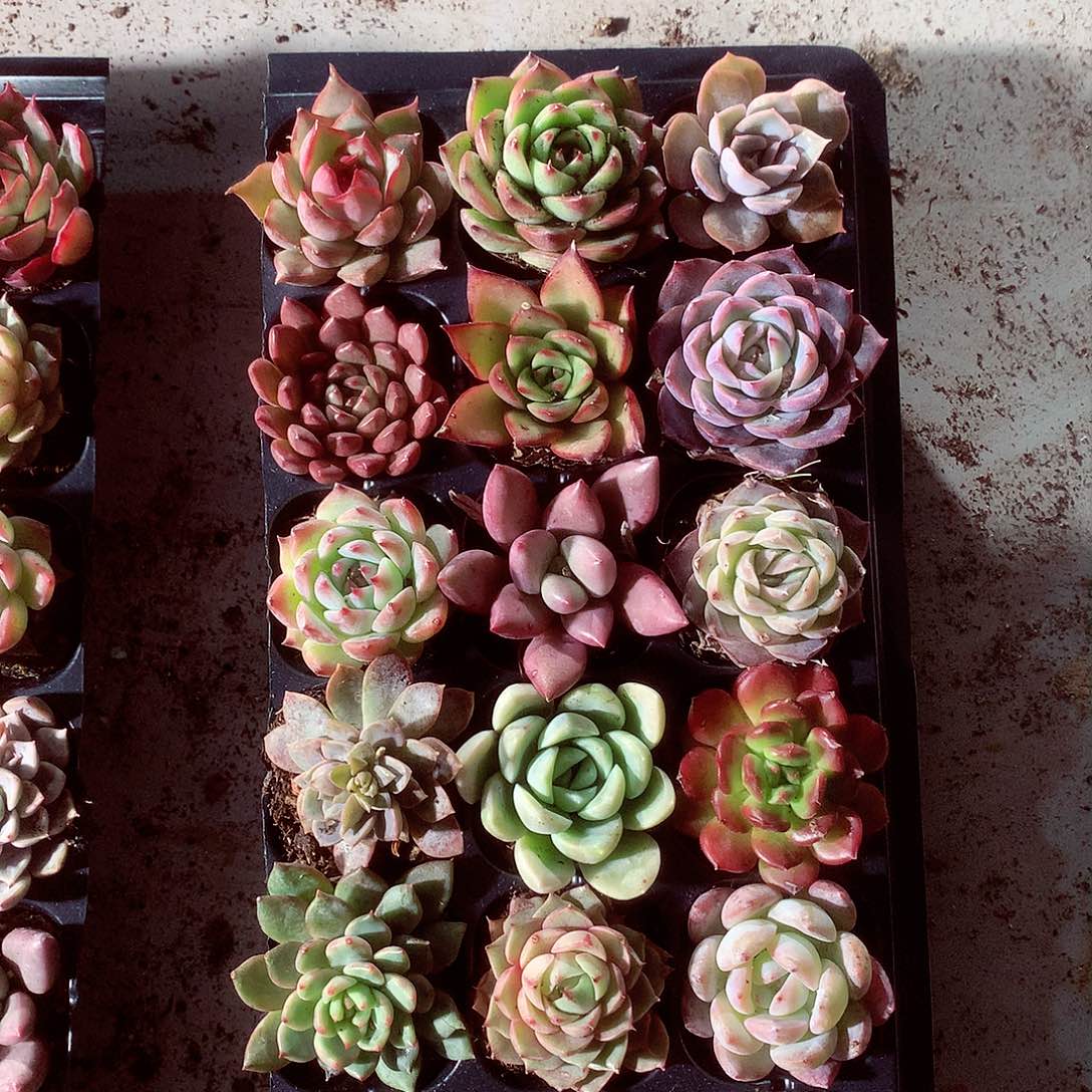 多肉植物带穴盘60