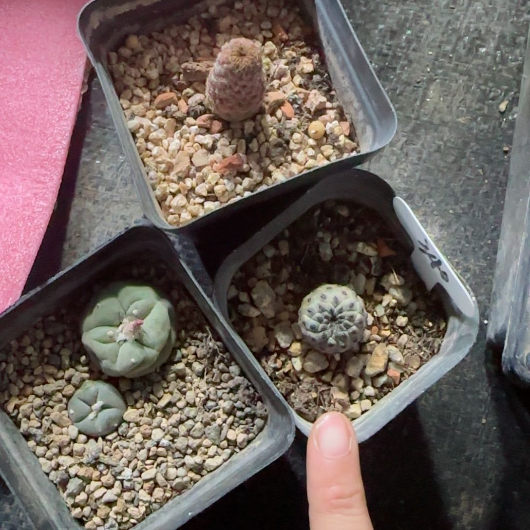 实生草球➕自根紫丽锦➕自根紫丽