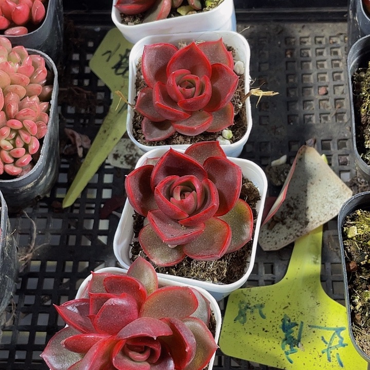 红灯3.8带盆土发货