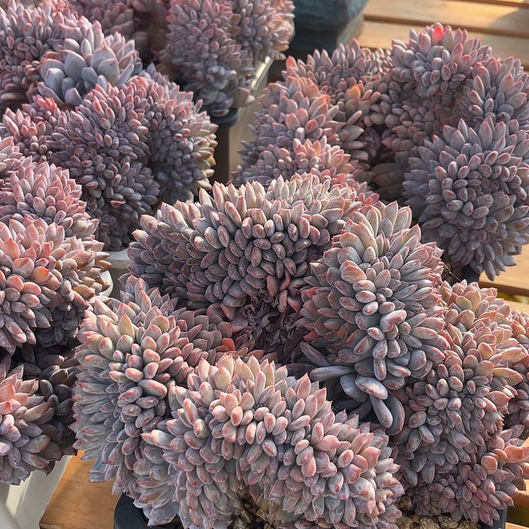 小****小z蒙特多肉植物1