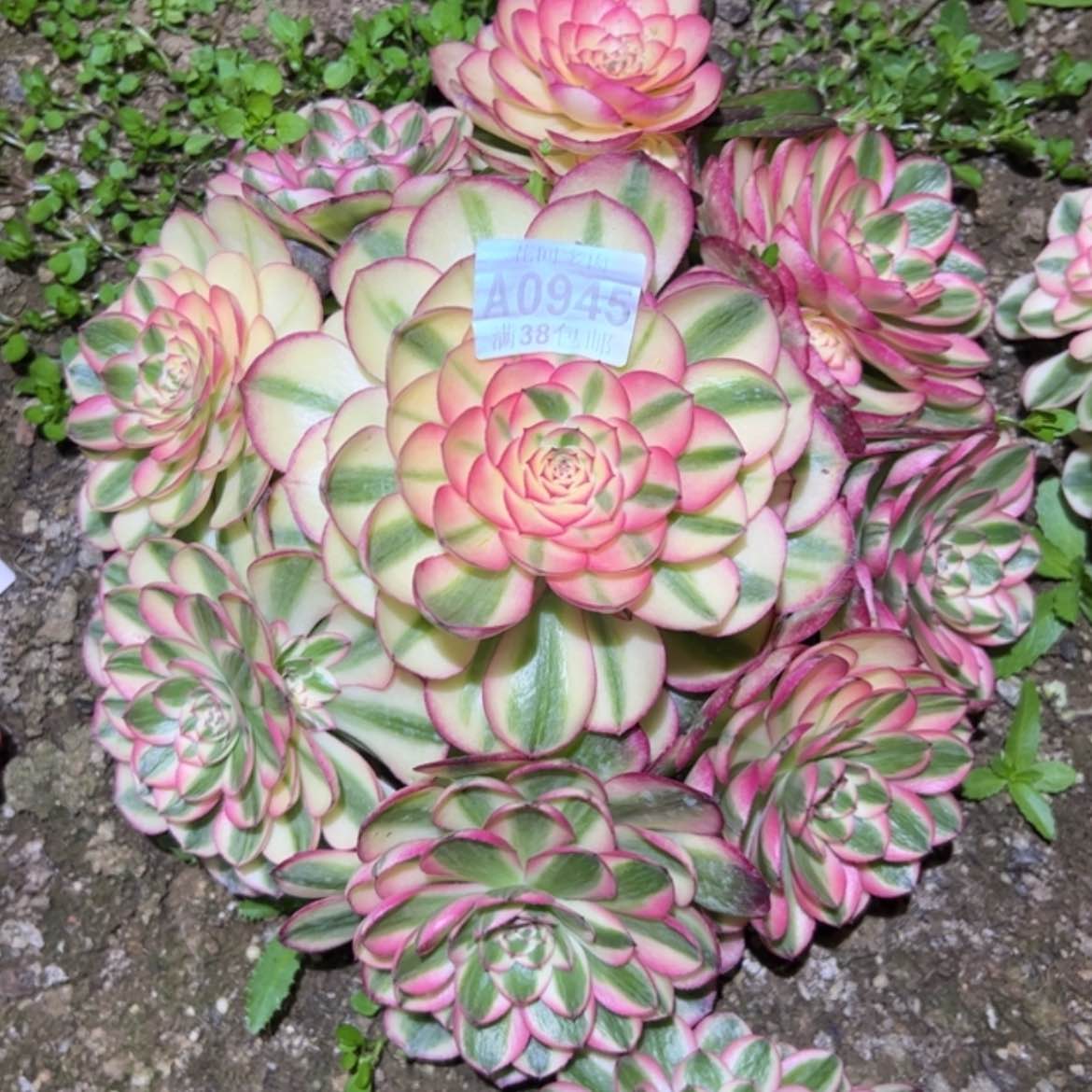 【闪购商品】宁**远945荔枝多肉