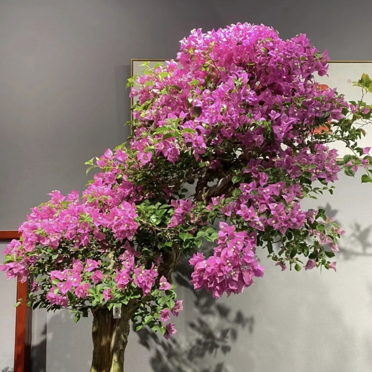 三角梅云南紫，收到货一个月不换盆 （换盆不售后）