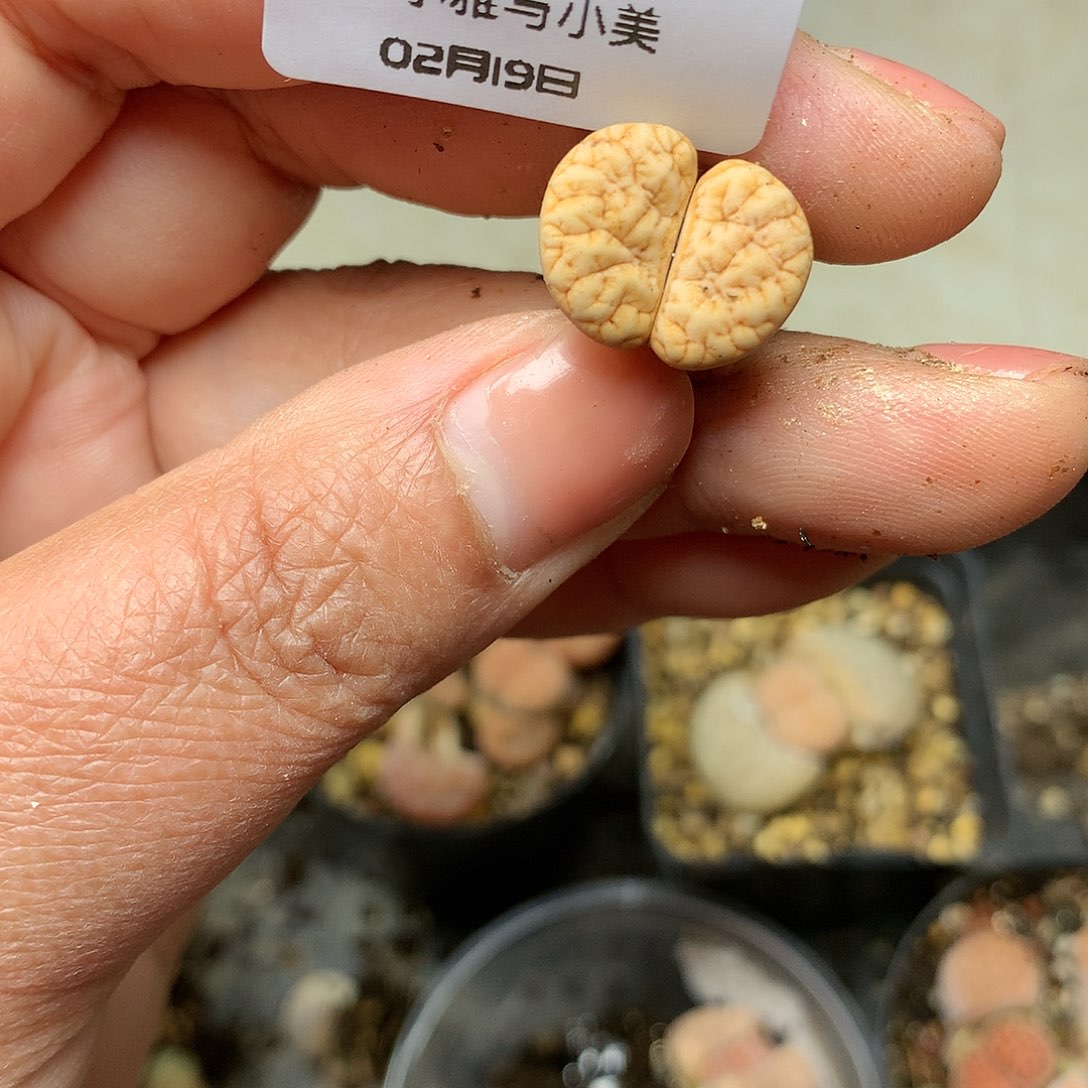 W594多肉植物保护研究所