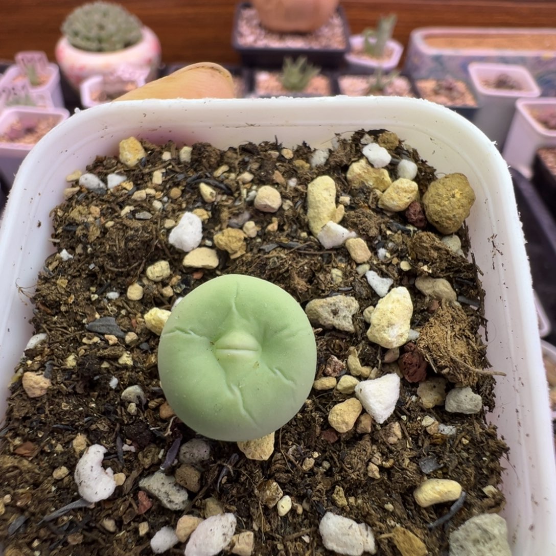 216号嘴尺寸1.3福利特