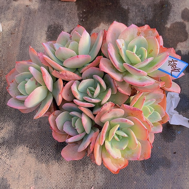 无花朵太*红多肉植物55588