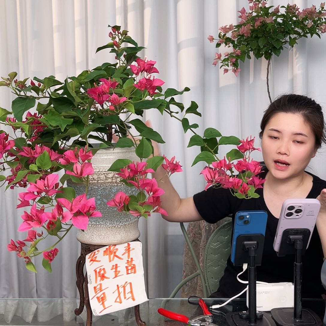 甜心三角梅中一颗