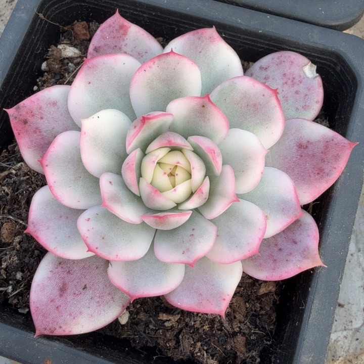 ?*韩水晶锦腹轮锦