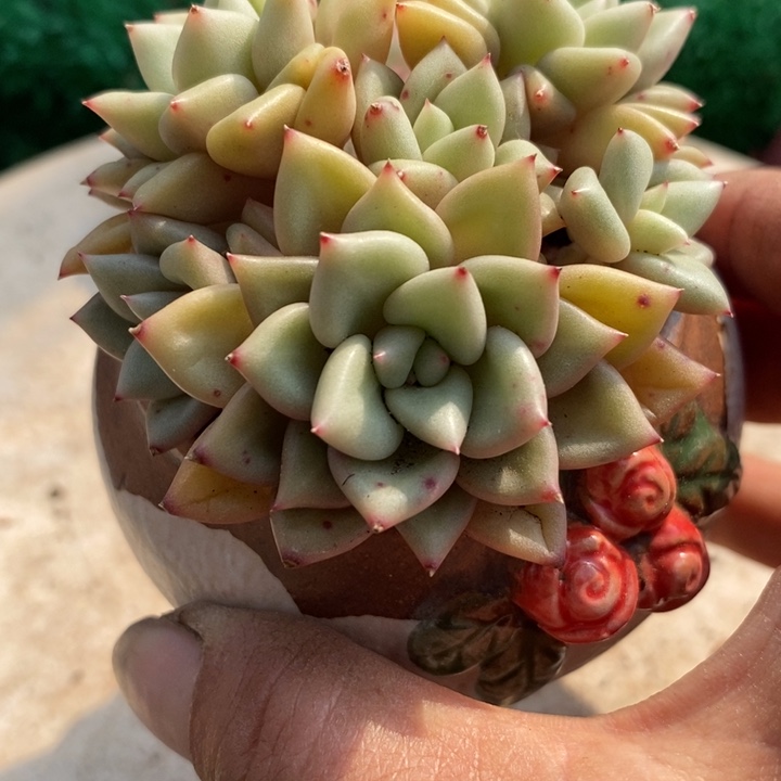 黄金象牙整无砍多肉