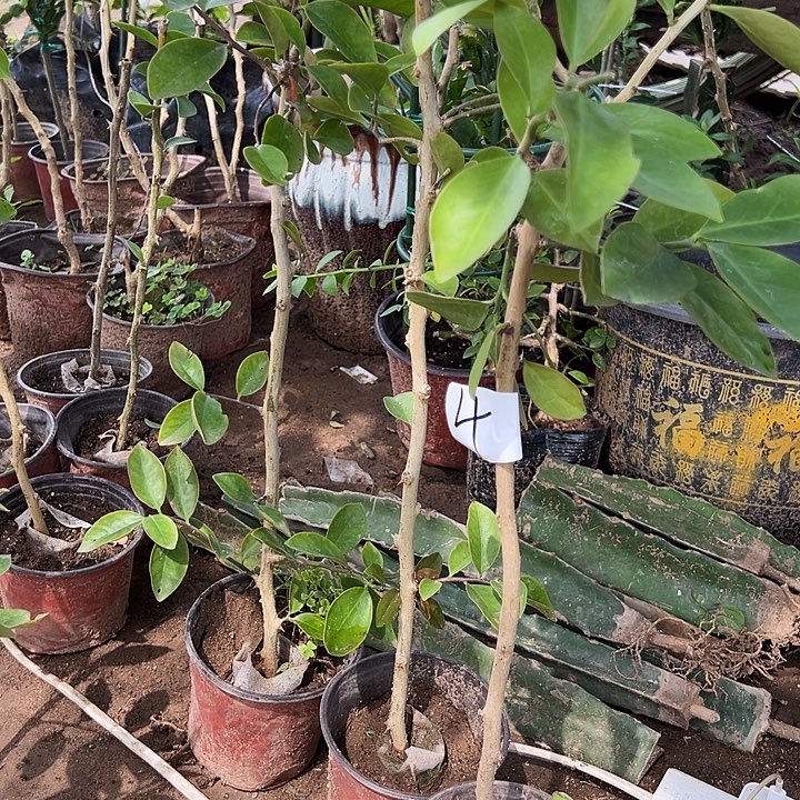 江***根50公分叶仙三颗编号4