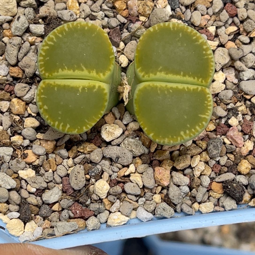 4085双头绿光阳1母本