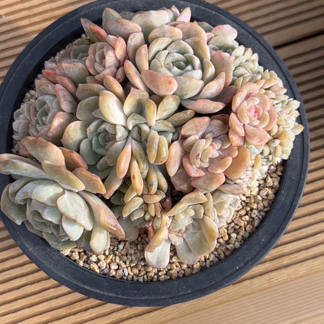 喜*多喜多多专拍融晶缀zzzzzzz