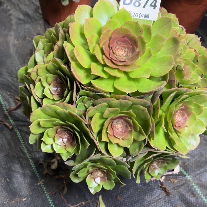 瑞妈一物一拍874