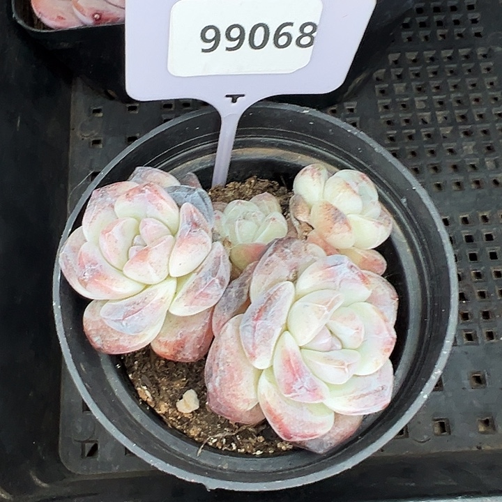 糖心。    99068号。 