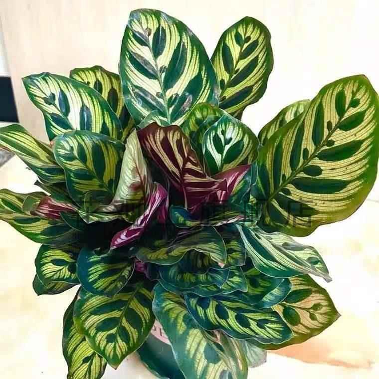 孔雀竹芋盆栽室内客厅桌面水培好养绿植四季常青吸甲醛花净化空气