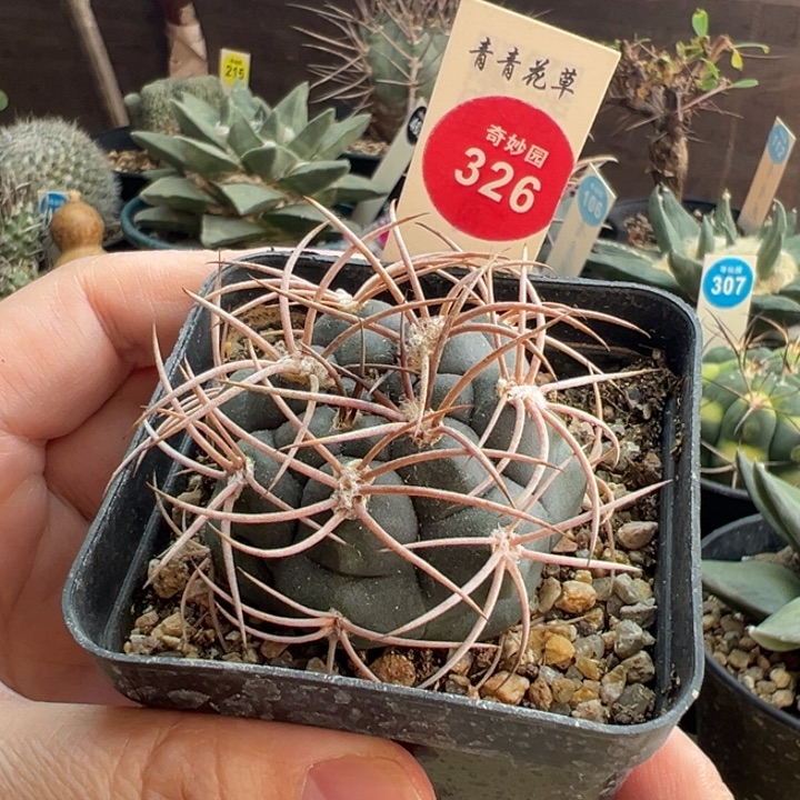 实生狂刺火东球4.7cm