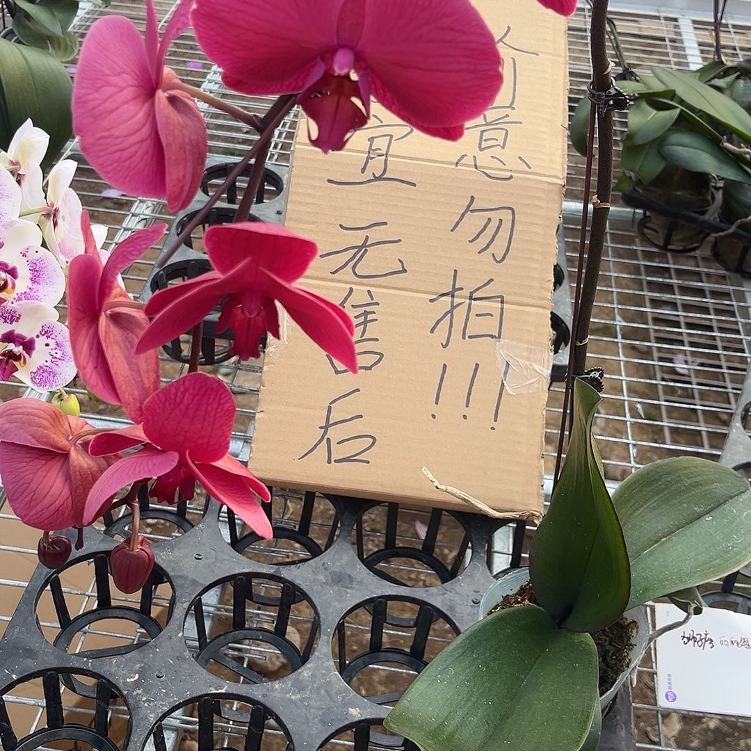 @***姐完全开放蝴蝶兰1个 不售后