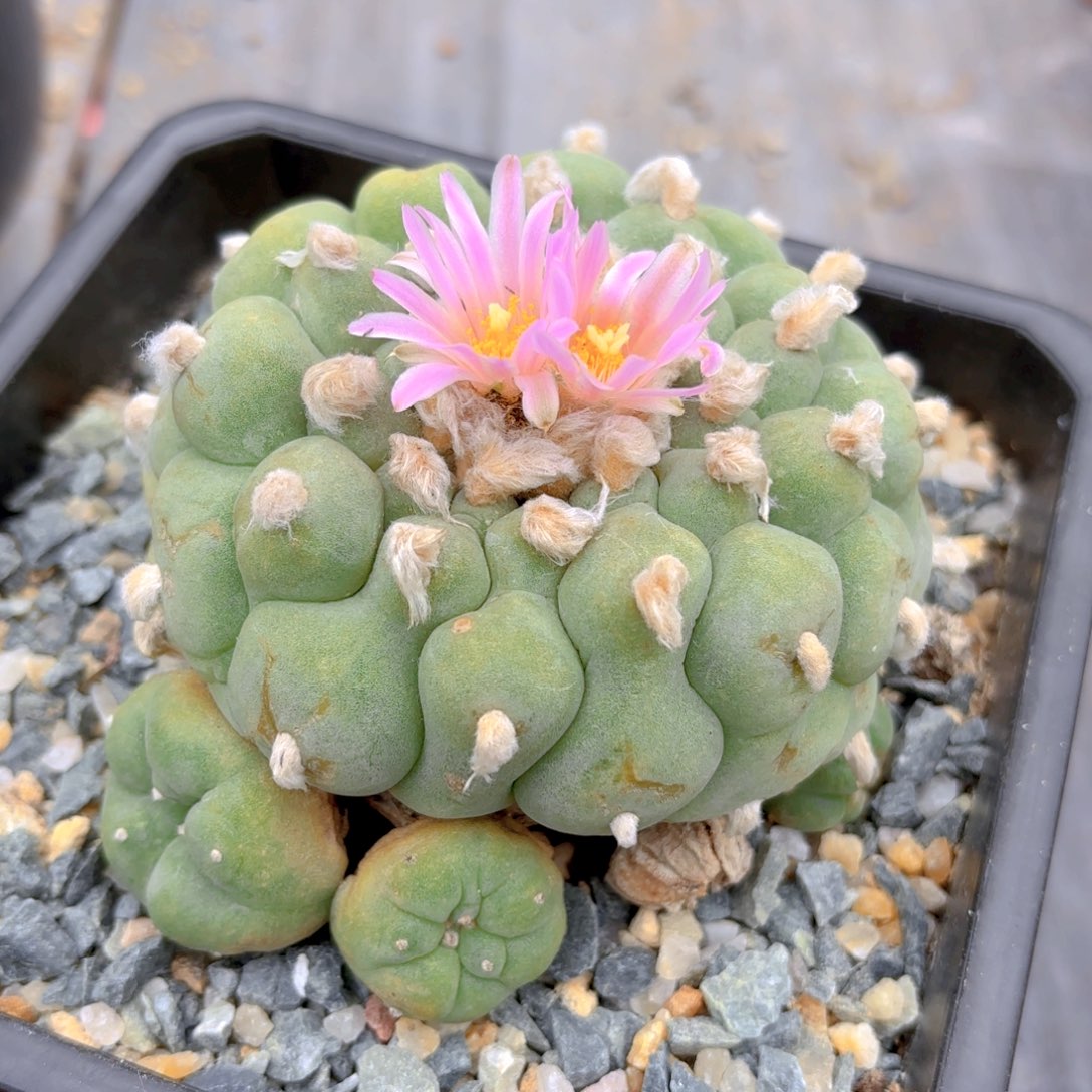 日系艳肌坂田G g g g