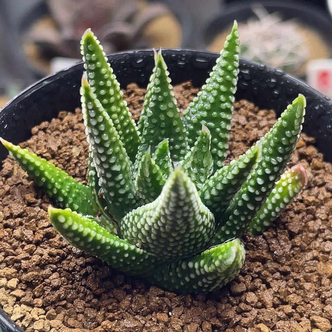 实生短丸叶钱型密尤地上星