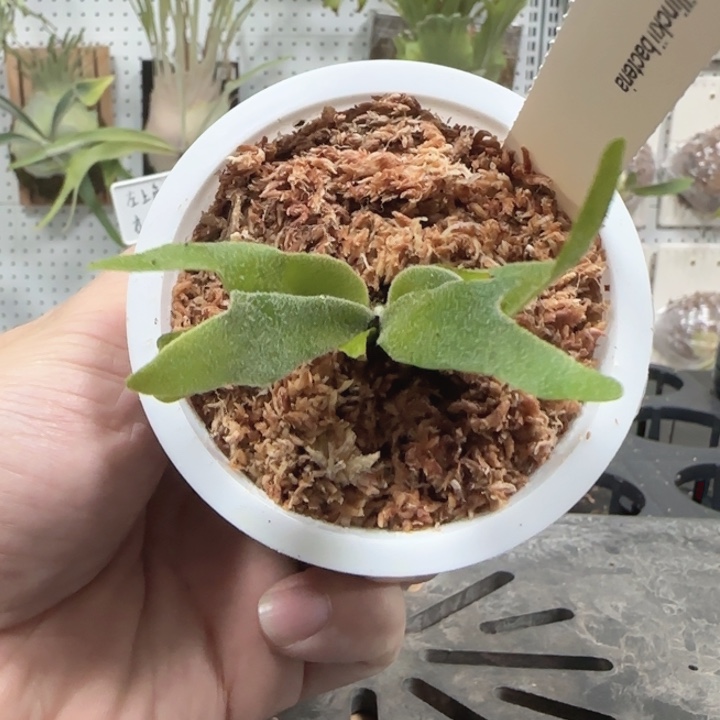 侏儒细菌鹿角蕨鹿角蕨