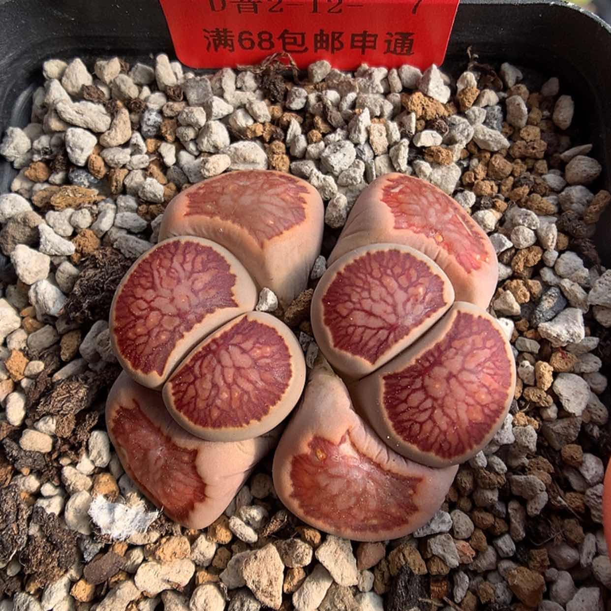 【闪购商品】2-12-7 红窗菊一颗 100