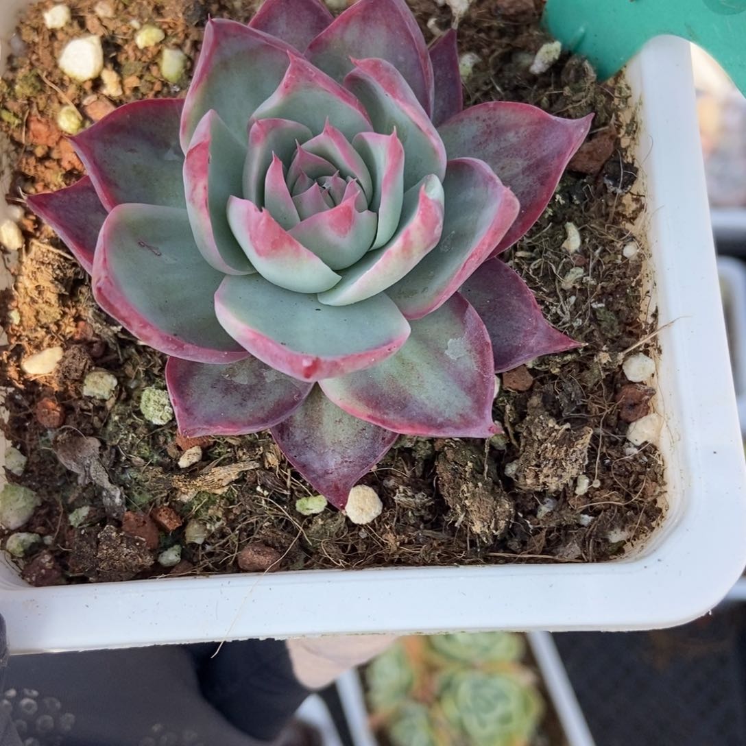 1598惊鸿仙子多肉植物