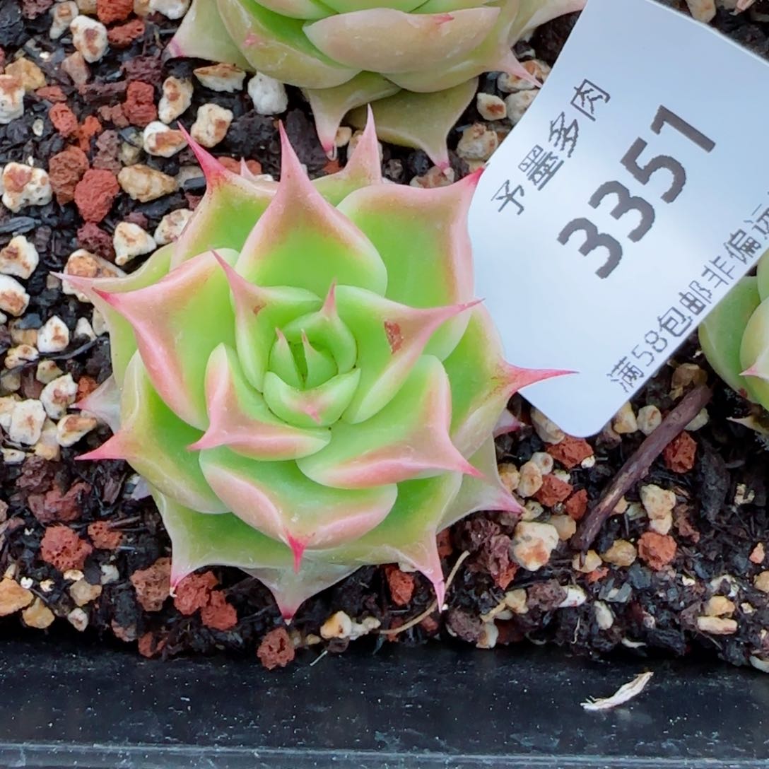 海胆珍妮，4公分，3351多肉