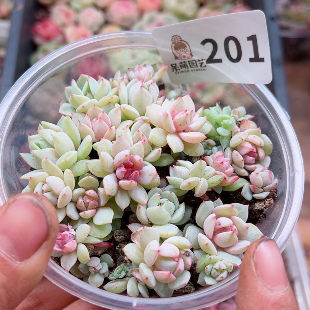 多肉植物多肉植物