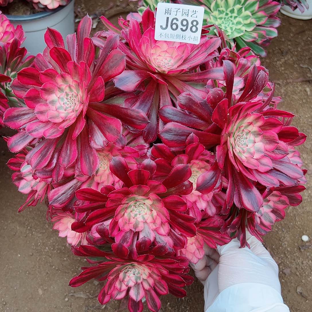 698红彤尺白尺寸30左右