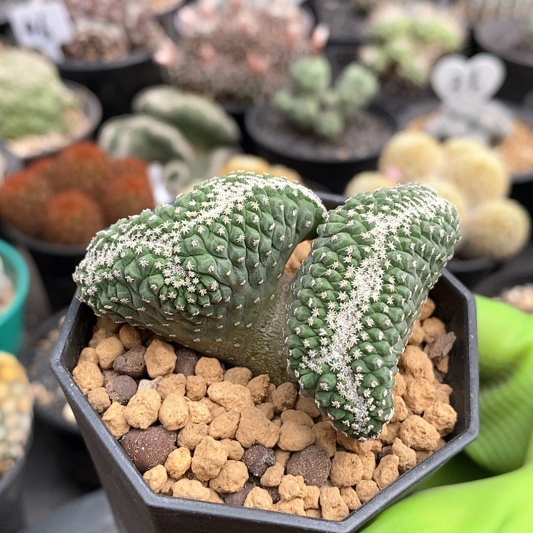 实生菊水缀化仙人球