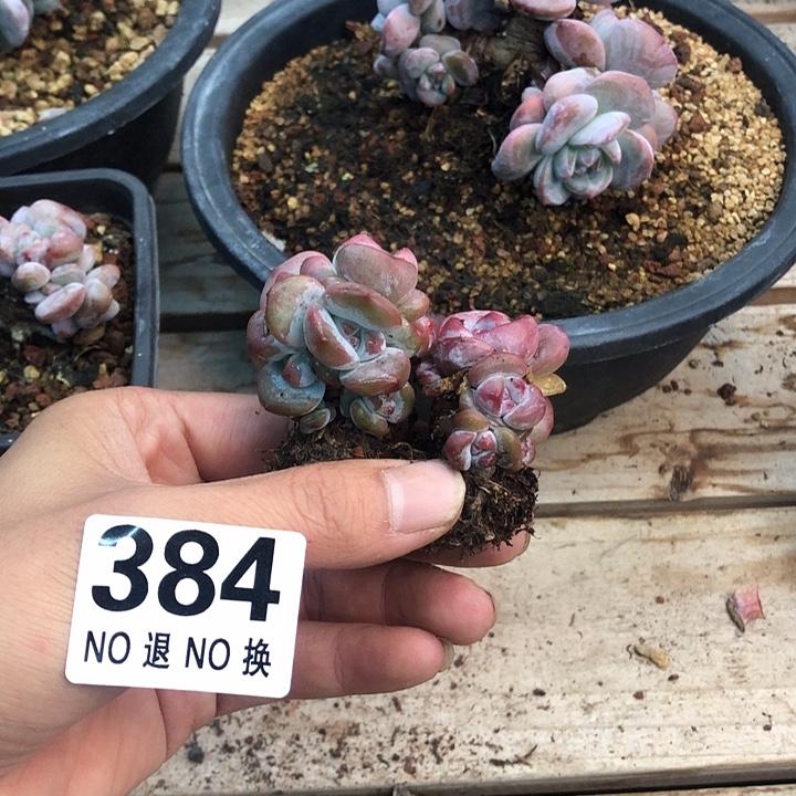 星影石榴籽福利出咯 384