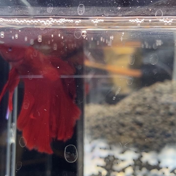 斗鱼黑203巨斗将军