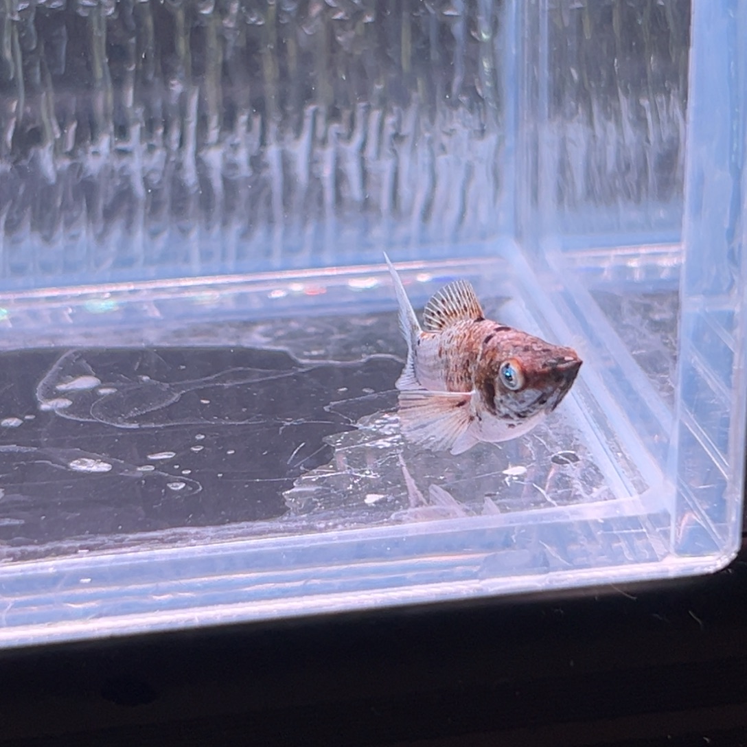 孔雀鱼玛丽鱼崽一条