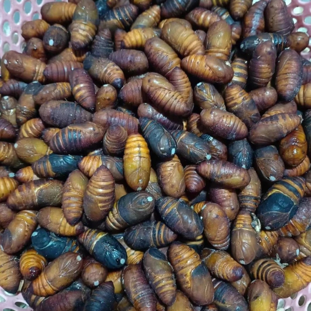 东北特产鲜活中大个黄黑混发蚕蛹高蛋白营养绿色低脂