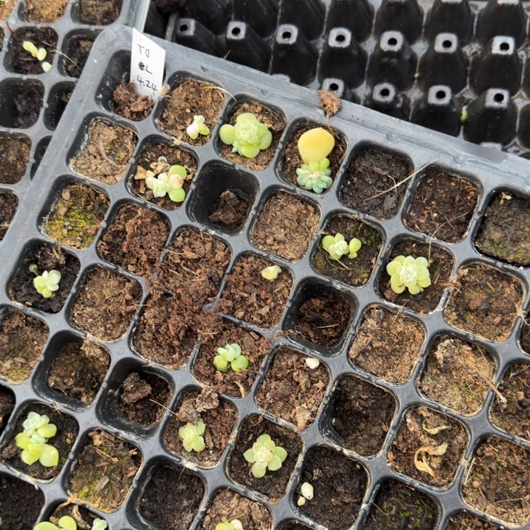 T0 穴5个满25包邮