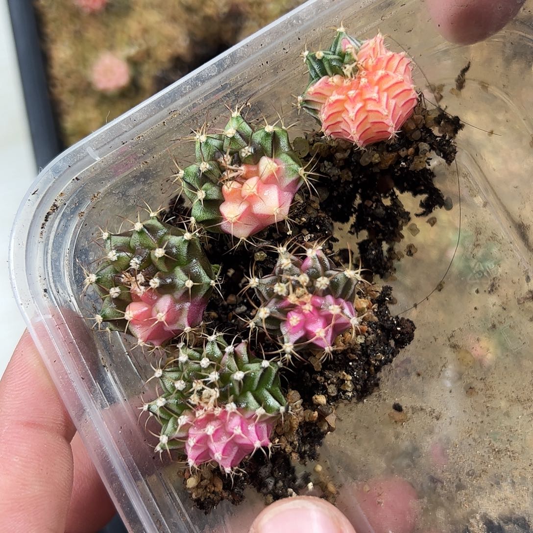 当前无花朵，栽培后可花朵496