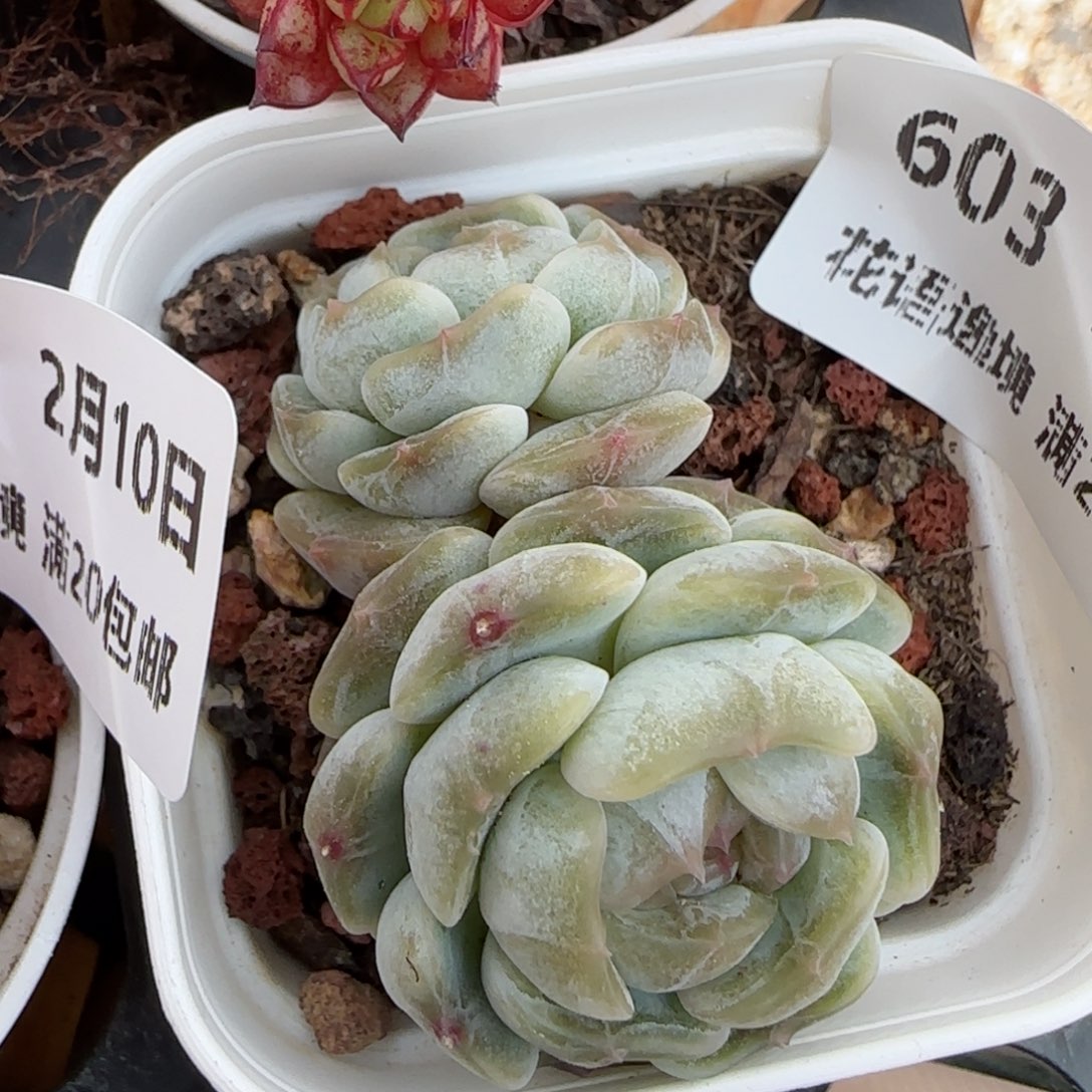 花语逸境0210-603