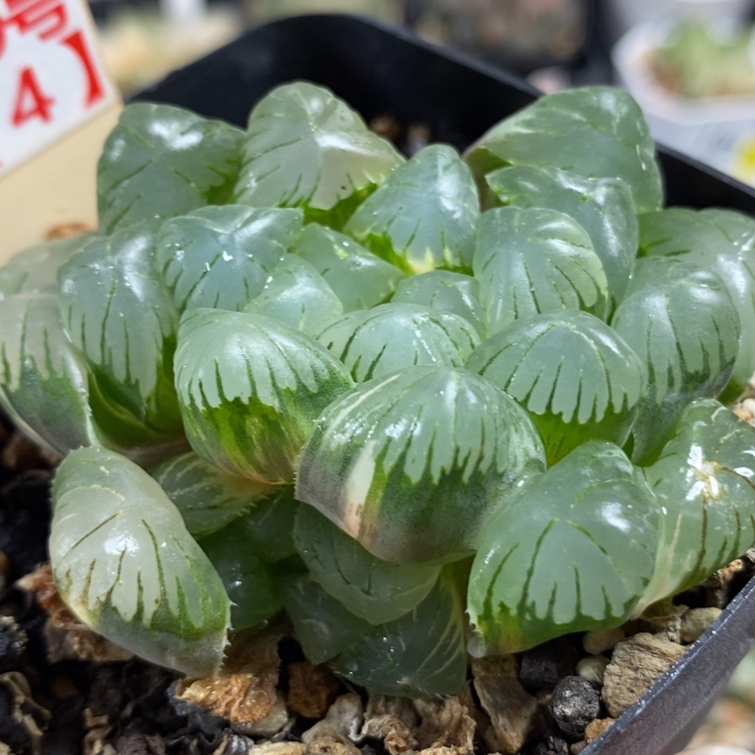 49湖水玉露锦一物一拍