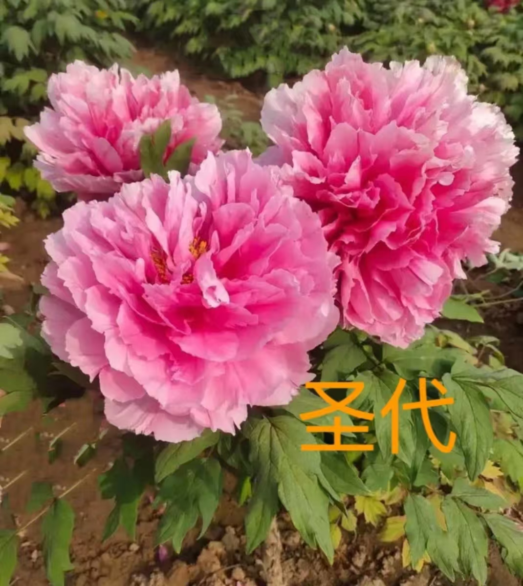 牡丹【圣代】粉色重瓣大花，牡丹中的爱马仕适合室内外种植