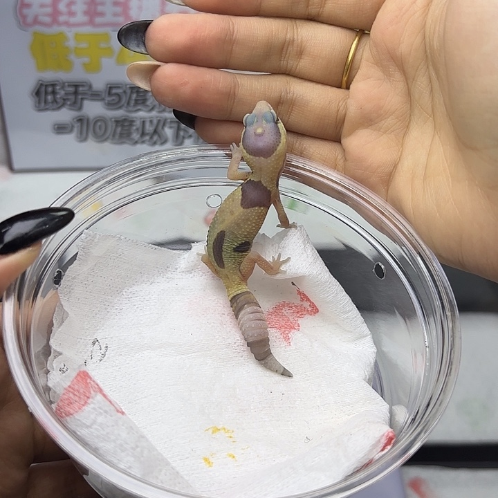 肥尾守宫奶幽灵 公 V203